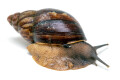 Archachatina porphyrostoma Nigeria C adult
